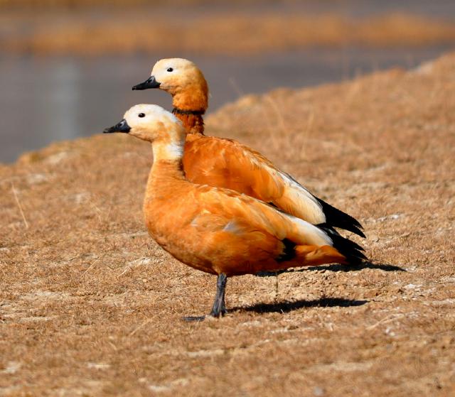 Ruddy Shell Duck couple